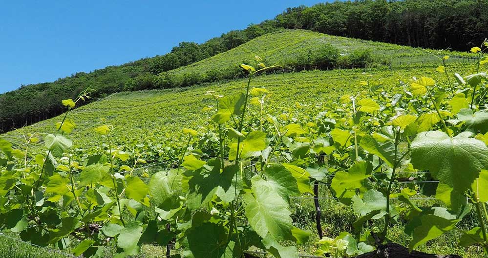 ココ・ファーム