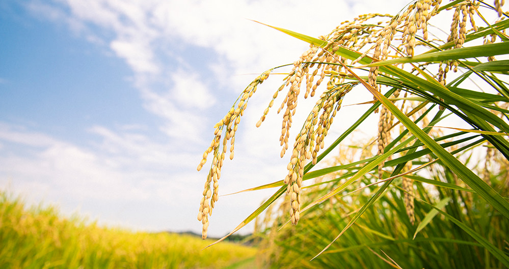永山本家酒造場