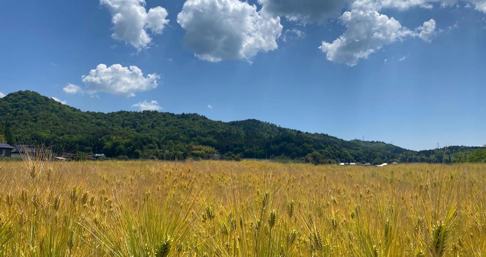 サクラオブルワリーアンドディスティラリー