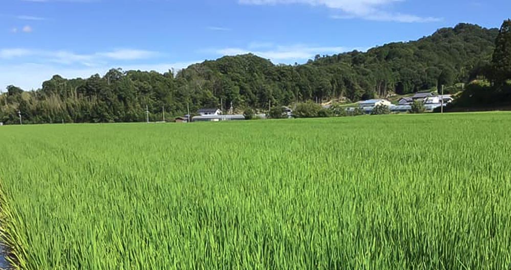 天美 純米大吟醸 木箱入 720ml 長州酒造｜酒乃店もりした｜三重